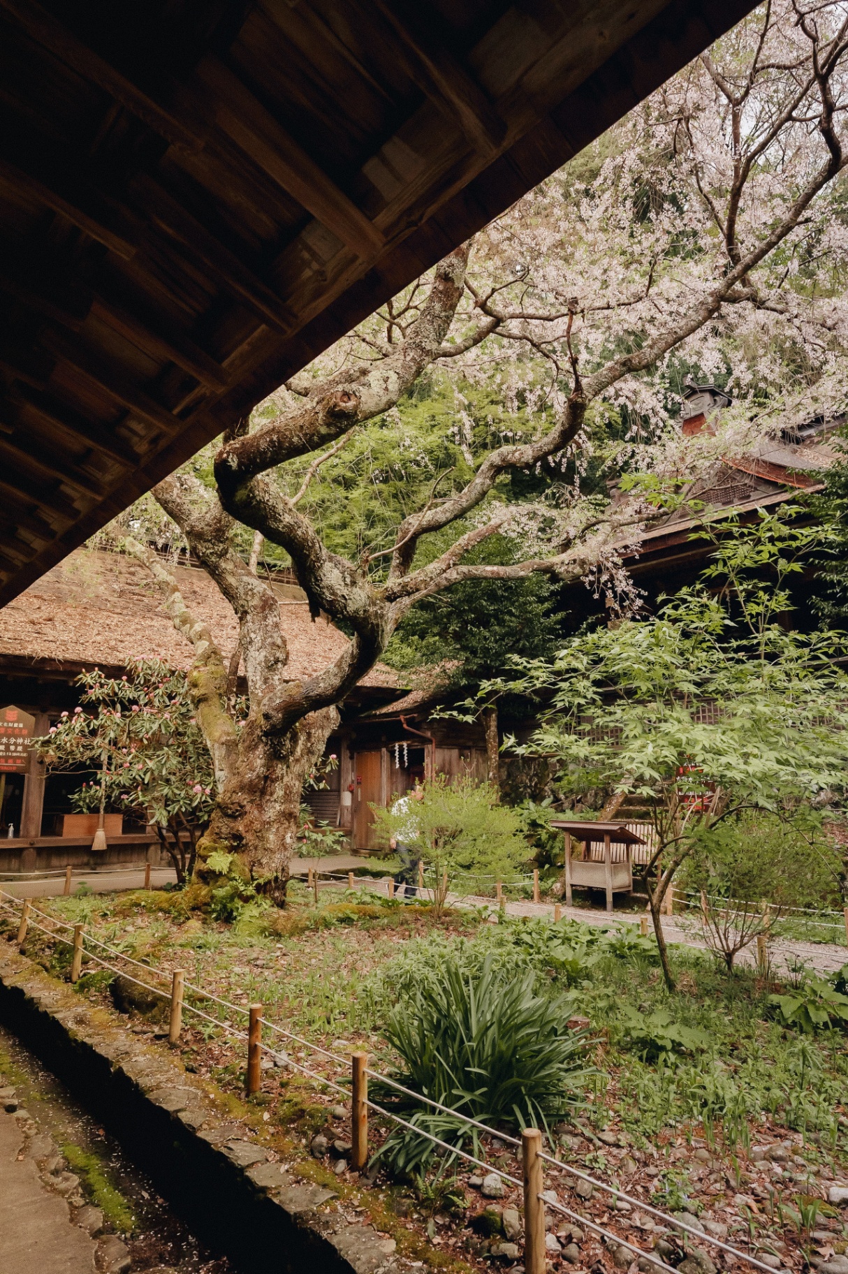 Temple en bois et cerisier en fleurs au Japon