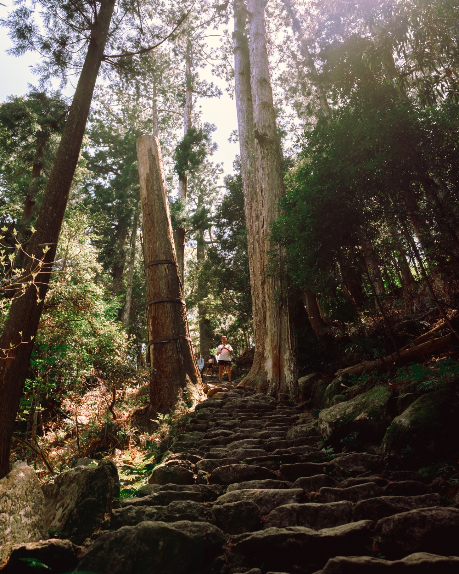 Sentier de pierres dans une forêt de cèdres au Japon